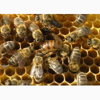 Пчелосемьи пчелопакеты карпатской породы (рут, дадан)