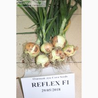 Семена озимого лука Reflex F1