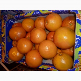 Грейпфрут оптом по доступным ценам от производителя