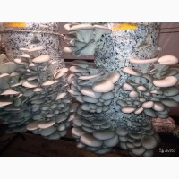 Продам грибы Вешенка