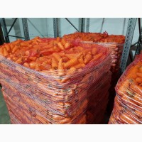 Морковь грязная и мытая оптом от 20 тонн