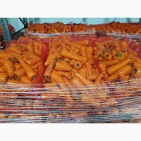Морковь грязная и мытая оптом от 20 тонн