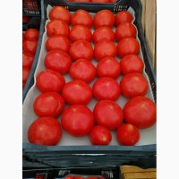 КФХ предлагает свежие Азербайджанские помидоры оптом