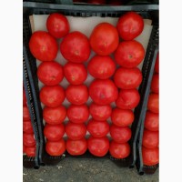 КФХ предлагает свежие Азербайджанские помидоры оптом