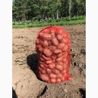 Картофель оптом с поля