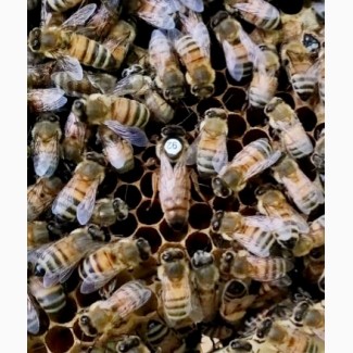 Продам пчеломатки Бакфаст