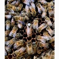 Продам пчеломатки Бакфаст