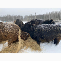 Коровы стельные мясной породы