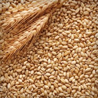 Продам пшеницу 3, 4, 5 класса
