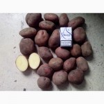 Продам продовольственный картофель сорт Розара