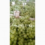 Продам виноград сортов Аркадия, Кишмиш синий, Плевен оптом