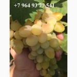 Продам виноград сортов Аркадия, Кишмиш синий, Плевен оптом