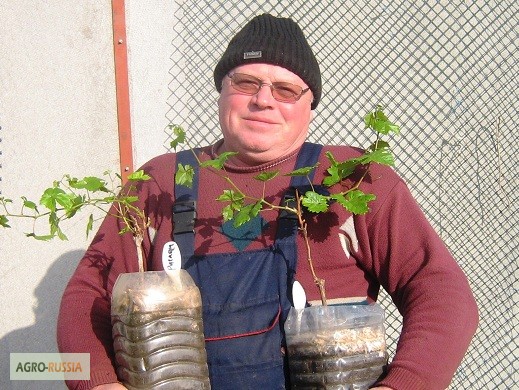 Фото 2. Саженцы винограда вегетирующие 2-х летки все сорта-новинки от виноградаря