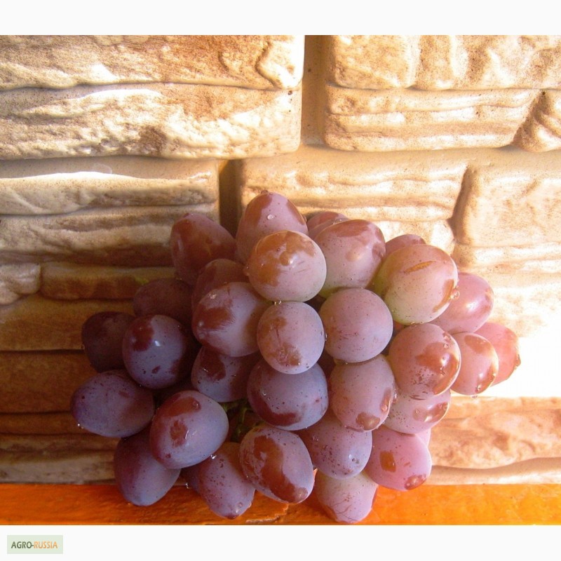 Фото 7. Саженцы винограда вегетирующие 2-х летки все сорта-новинки от виноградаря