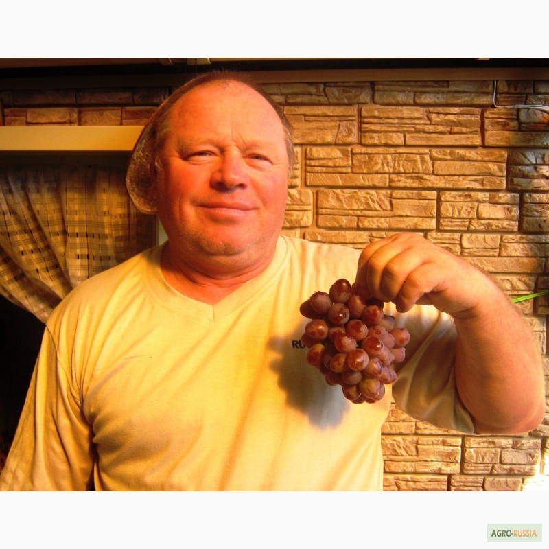 Фото 10. Саженцы винограда вегетирующие 2-х летки все сорта-новинки от виноградаря
