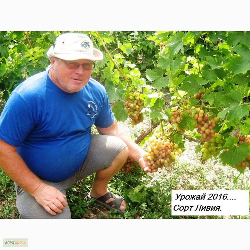 Фото 13. Саженцы винограда вегетирующие 2-х летки все сорта-новинки от виноградаря