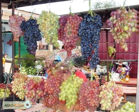 Фото 14. Саженцы винограда вегетирующие 2-х летки все сорта-новинки от виноградаря