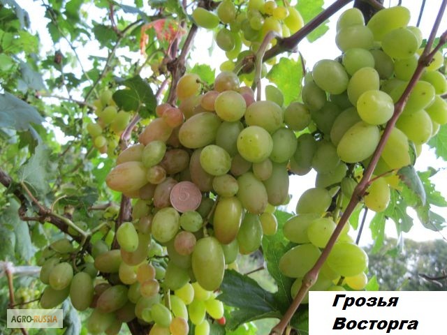 Фото 15. Саженцы винограда вегетирующие 2-х летки все сорта-новинки от виноградаря