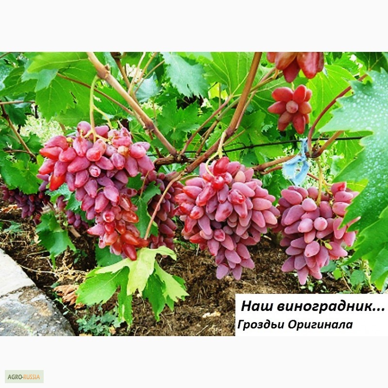 Фото 16. Саженцы винограда вегетирующие 2-х летки все сорта-новинки от виноградаря