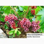 Саженцы винограда вегетирующие 2-х летки все сорта-новинки от виноградаря