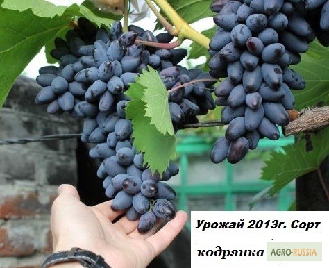 Фото 18. Саженцы винограда вегетирующие 2-х летки все сорта-новинки от виноградаря