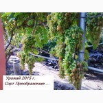 Саженцы винограда вегетирующие 2-х летки все сорта-новинки от виноградаря