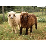 Фермерское хозяйство « БеМеМу » продает: Живых овец