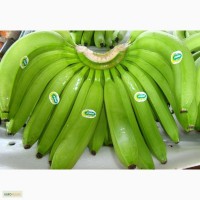 Предлагаем поставку зеленых бананов