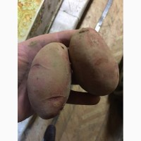 Картофель, РЕД СКАРЛЕТ. Оптом от 20 тонн