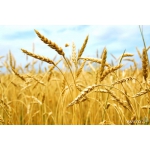 Продам семена подсолнуха и пшеницы