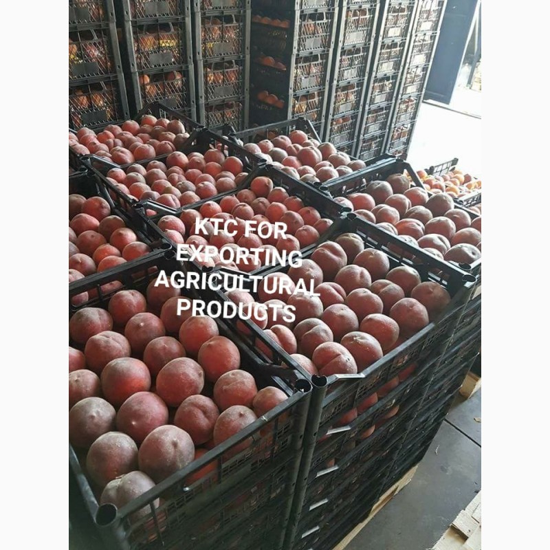 Фото 10. Продам свежие персики из Египта