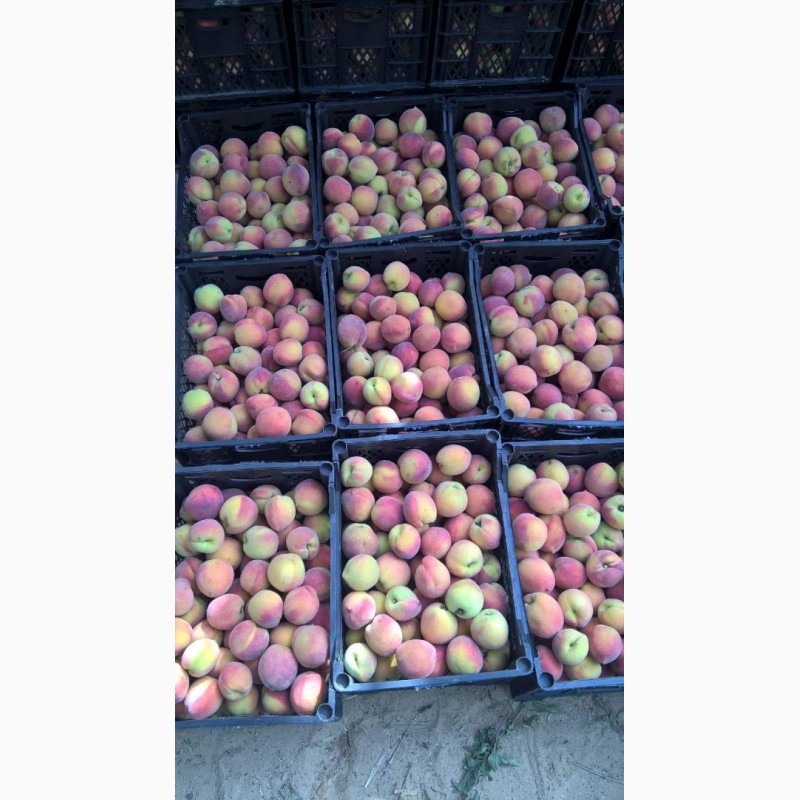 Фото 11. Продам свежие персики из Египта