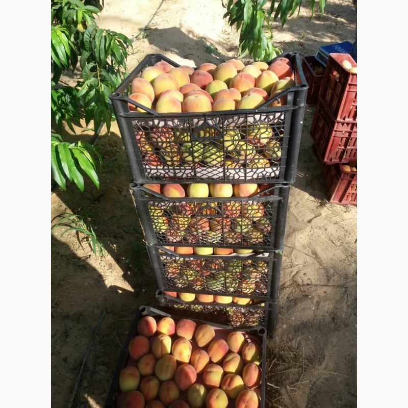 Фото 13. Продам свежие персики из Египта