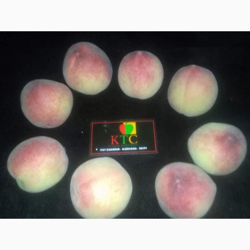 Фото 2. Продам свежие персики из Египта