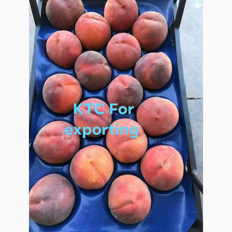 Фото 8. Продам свежие персики из Египта