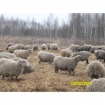 Продам покрытых овец и ярок