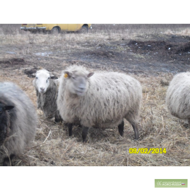 Фото 2. Продам покрытых овец и ярок