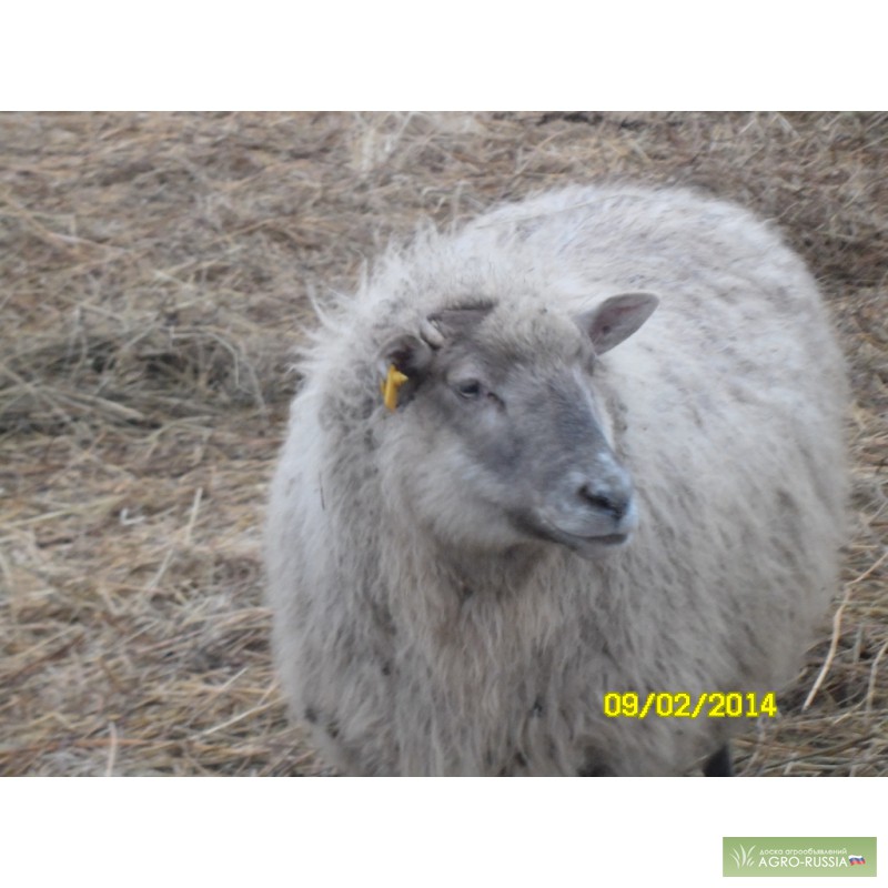 Фото 3. Продам покрытых овец и ярок