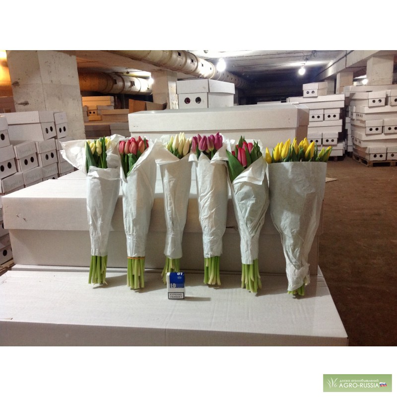 Фото 2. Голландские тюльпаны экстра класса в Новосибирске
