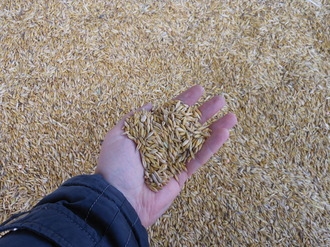 Фуражное зерно с доставкой по Смоленской области! Овес, ячмень, кукуруза, пшеница, жмых, шрот