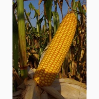 Cемена гибридной кукурузы Росс 199 МВ