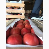 Продам помидоры азербайджанские