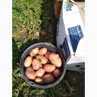 Картофель урожай 2019 оптом (Краснодарский край)