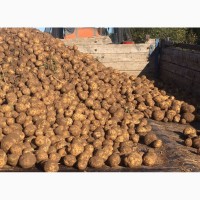 Продам продовольственный картофель, сорт Винета