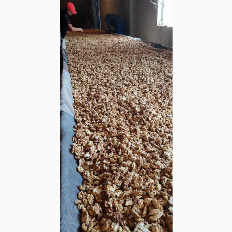 Фото 5. Продам грецкие орехи оптом бабочка кругляк чищенный калиброванный