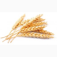 Пшеница 2, 3, 4 класс FOB, CIF