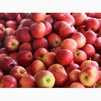Оптовая продажа яблок со склада фермерского хозяйства