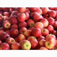 Оптовая продажа яблок со склада фермерского хозяйства