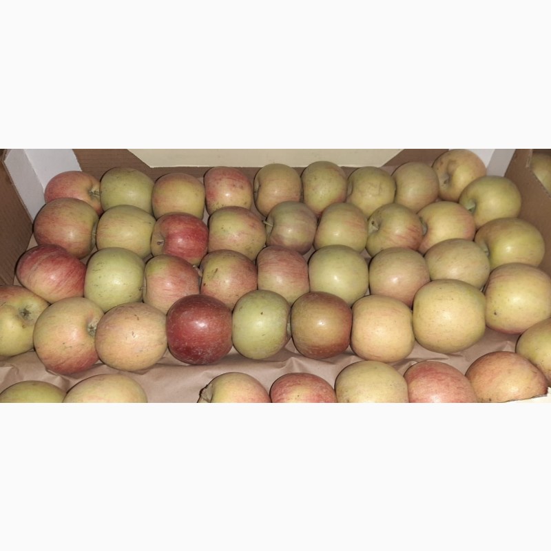 Фото 3. Яблоки Фуджи, сорт 1, калибр 70-75 от 10 тонн в картонном лотке 60х40, вес 13-15кг мытые