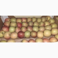 Яблоки Фуджи, сорт 1, калибр 70-75 от 10 тонн в картонном лотке 60х40, вес 13-15кг мытые